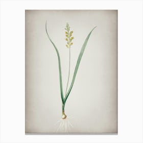 Vintage Lachenalia Pallida Botanical on Parchment n.0406 Canvas Print
