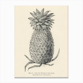 Vintage Illustration Of Charlotte Rothschild Pineapple, John Wright Canvas Print
