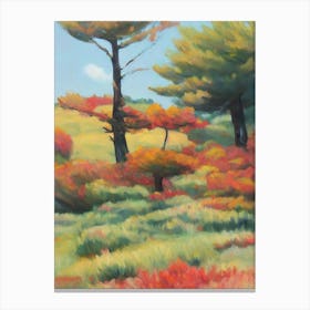 Radiata Pine Tree Watercolour 1 Canvas Print