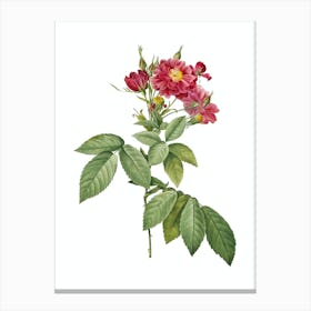Vintage Boursault Rose Botanical Illustration on Pure White n.0569 Canvas Print