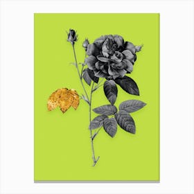 Vintage French Rose Black and White Gold Leaf Floral Art on Chartreuse n.0625 Canvas Print