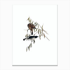 Vintage Pied Honeyeater Bird Illustration on Pure White Canvas Print