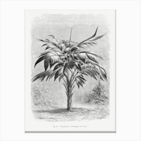 Vintage Palm Tree Art Print _2643191 Canvas Print