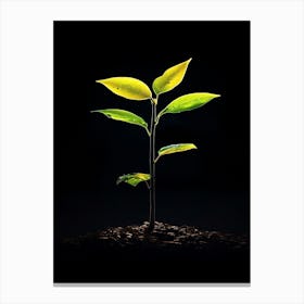 Tree Growing From The Ground Canvas Print