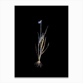 Stained Glass Narrow leaf Blue eyed grass Mosaic Botanical Illustration on Black Canvas Print
