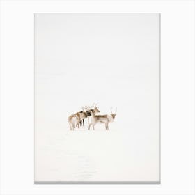 Reindeer In The Snow | Minimal Winter art | Lapland | Sweden | Canvas Print