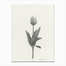 Tulip Flower Photo Collage 1 Canvas Print