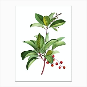 Vintage Greek Strawberry Tree Botanical Illustration on Pure White Canvas Print