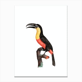 Vintage Green Billed Toucan Bird Illustration on Pure White Canvas Print