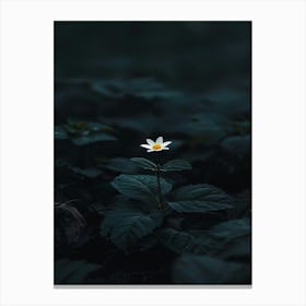 Single Flower In The Dark 81 Canvas Print