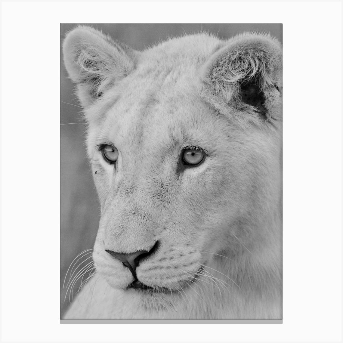 black and white lion canvas