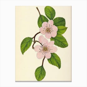 Cherry Blossom Vintage Botanical Flower Canvas Print