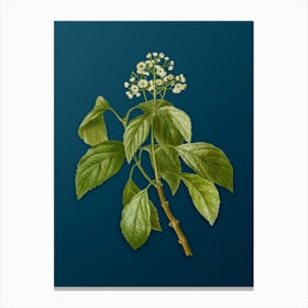 Vintage Climbing Hydrangea Botanical Art on Teal Blue n.0850 Canvas Print