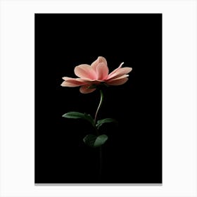 Single Pink Flower On Black Background 5 Canvas Print