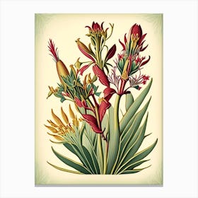 Kangaroo Paw 2 Floral Botanical Vintage Poster Flower Canvas Print