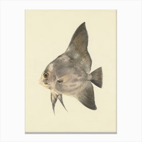 Unidentified Fish, Luigi Balugani (4) 1 Canvas Print