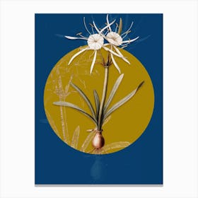 Vintage Botanical Streambank Spiderlily on Circle Yellow on Blue Canvas Print
