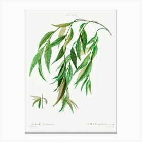 Weeping Willow, Pierre Joseph Redoute Canvas Print