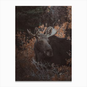 Small Moose Canvas Print