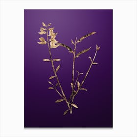 Gold Botanical Spanish Broom on Royal Purple n.0971 Canvas Print