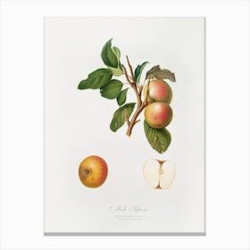 Pupina Apple (Malus Appenninensis) From Pomona Italiana (1817 1839), Giorgio Gallesio Canvas Print