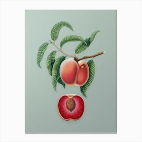 Vintage Carrot Peach Botanical Art on Mint Green n.0795 Canvas Print