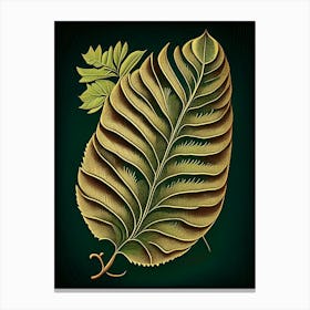 Tamarind Leaf Vintage Botanical 4 Canvas Print