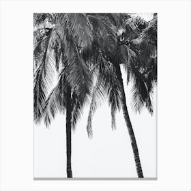 Palm Trees Black And White Travel Photography Canvas Print