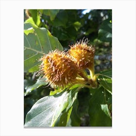 Chestnut Tree Canvas Print