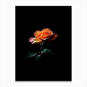 Orange Rose On Black Background 17 Canvas Print