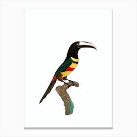 Vintage Black Necked Aracari Bird Illustration on Pure White Canvas Print