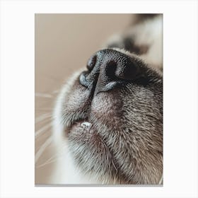 Close Up Of A Cat'S Nose.Generated AI. Art Print Canvas Print