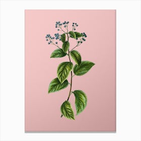 Vintage New Jersey Tea Botanical on Soft Pink n.0889 Canvas Print