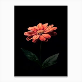 Gerbera Daisy 18 Canvas Print