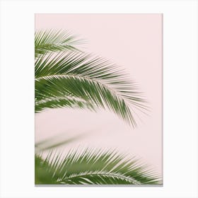 Palm Leaves Iii Canvas Print