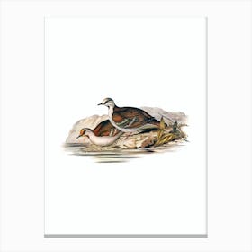Vintage Brush Bronze Winged Pigeon Bird Illustration on Pure White n.0201 Canvas Print