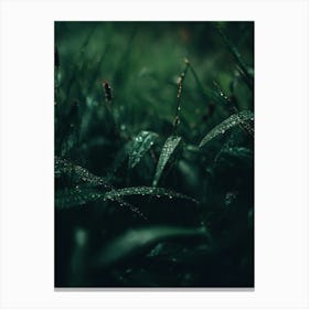 Raindrops On Grass Canvas Print