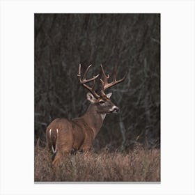 Whitetail Deer In Meadow Canvas Print