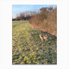 Dog Walking In A Field Canvas Print