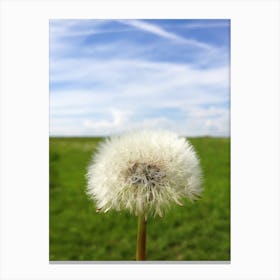 Dandelion 1 Canvas Print