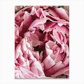 Pink Peony Canvas Print