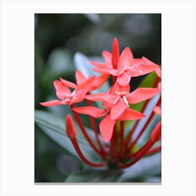 Red Flower Stock Videos & Royalty-Free Footage Canvas Print