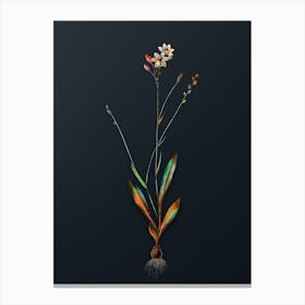 Vintage Gladiolus Junceus Botanical Watercolor Illustration on Dark Teal Blue n.0404 Canvas Print