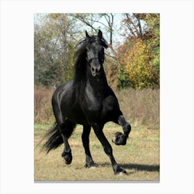 Black Horse Galloping Canvas Print