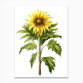 Sunflower Isolated On White Canvas Print