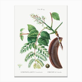 Kentucky Coffeetree, Pierre Joseph Redoute Canvas Print
