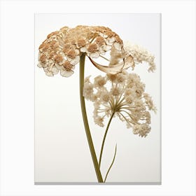 Pressed Wildflower Botanical Art Yarrow Achillea 1 Canvas Print