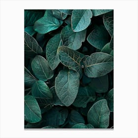 Eucalyptus Leaves 23 Canvas Print