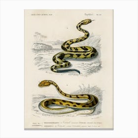 Rattlesnake (Crotale) And Saharan Horned Viper (Cerastes), Charles Dessalines D' Orbigny Canvas Print