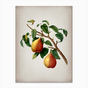 Vintage Wild European Pear Botanical on Parchment n.0441 Canvas Print